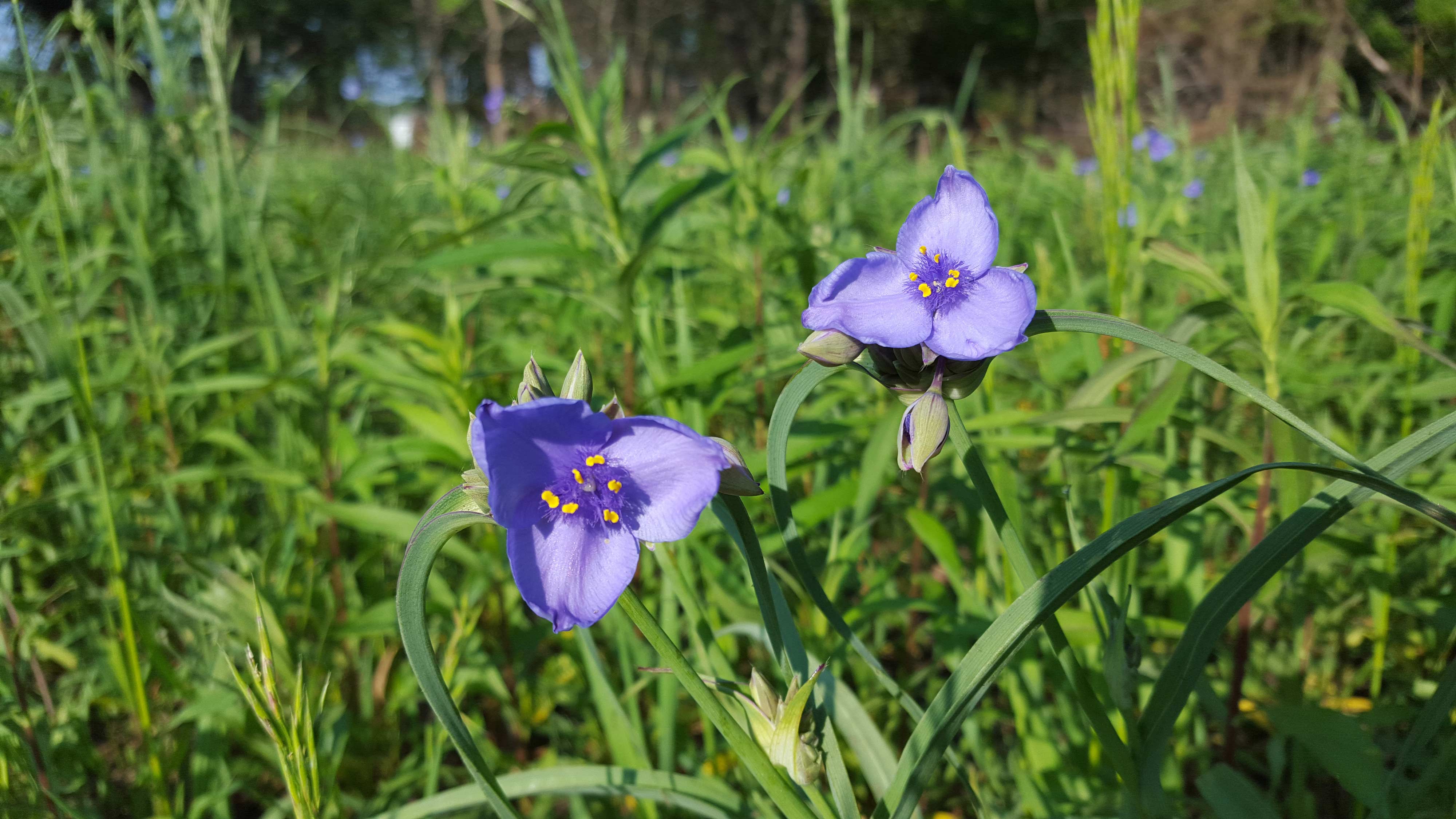 Spiderwort.