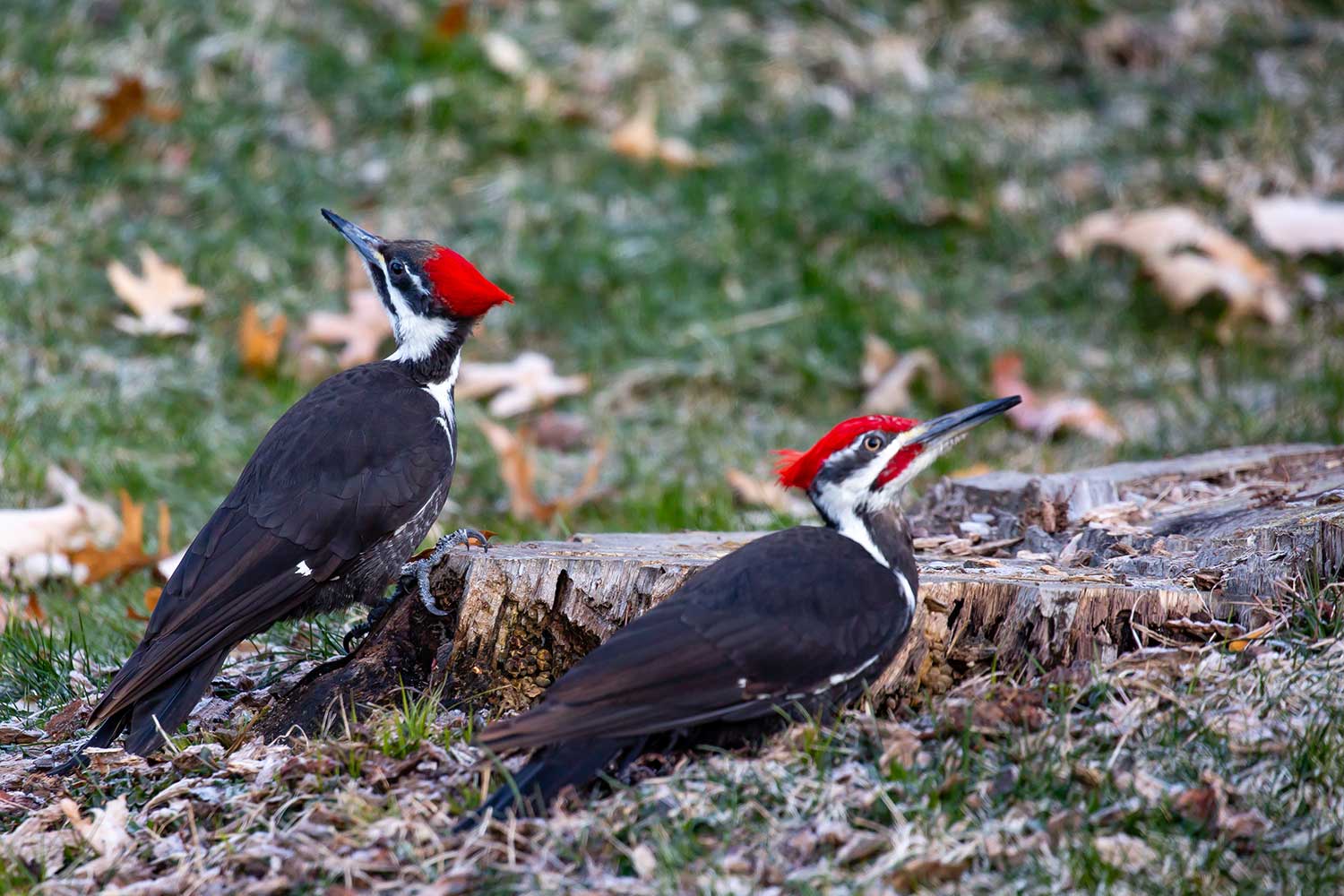 A pileated woodpecker on the edge of a short tree stump and another pileated woodpecker on the ground next to it.