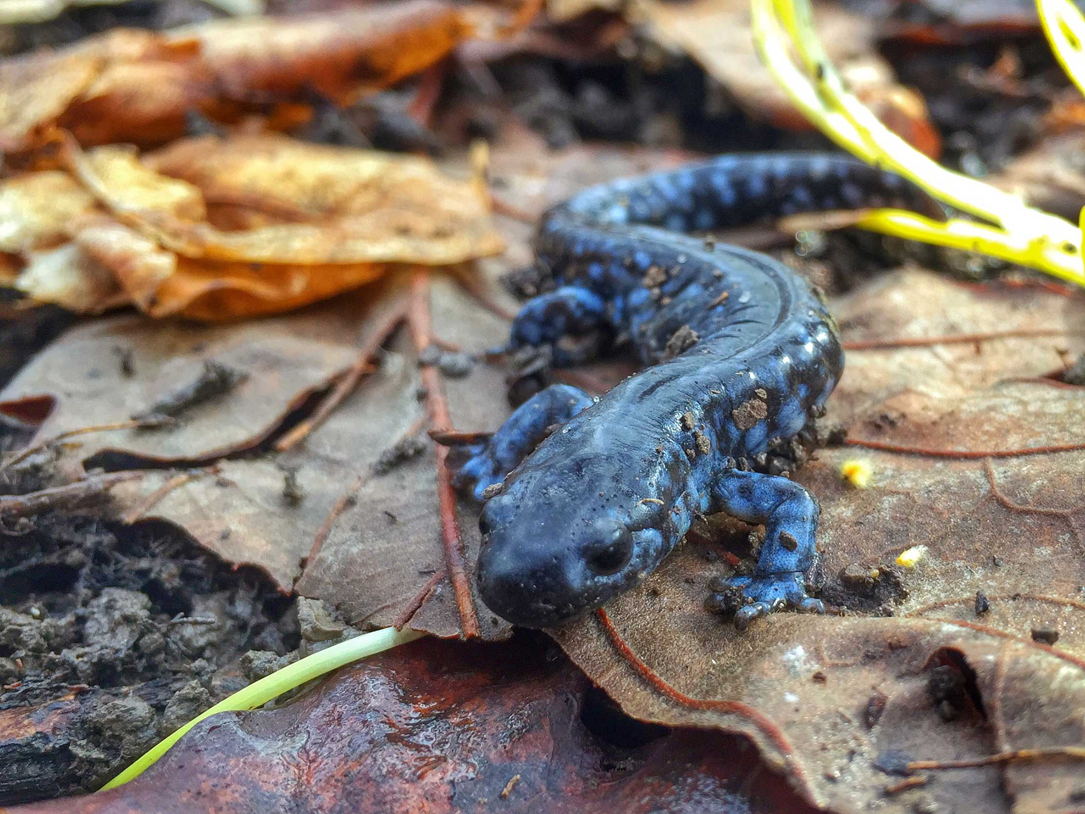 Blue-spotted salamander on a log