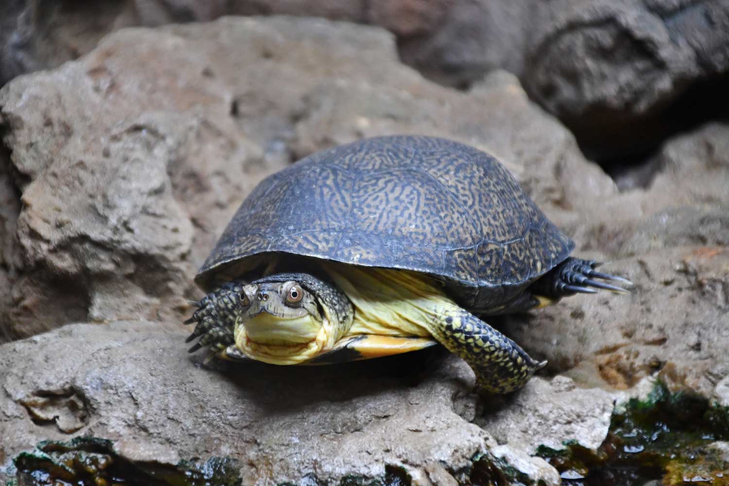 A Blanding's turtle on a rock formation in its enclosure