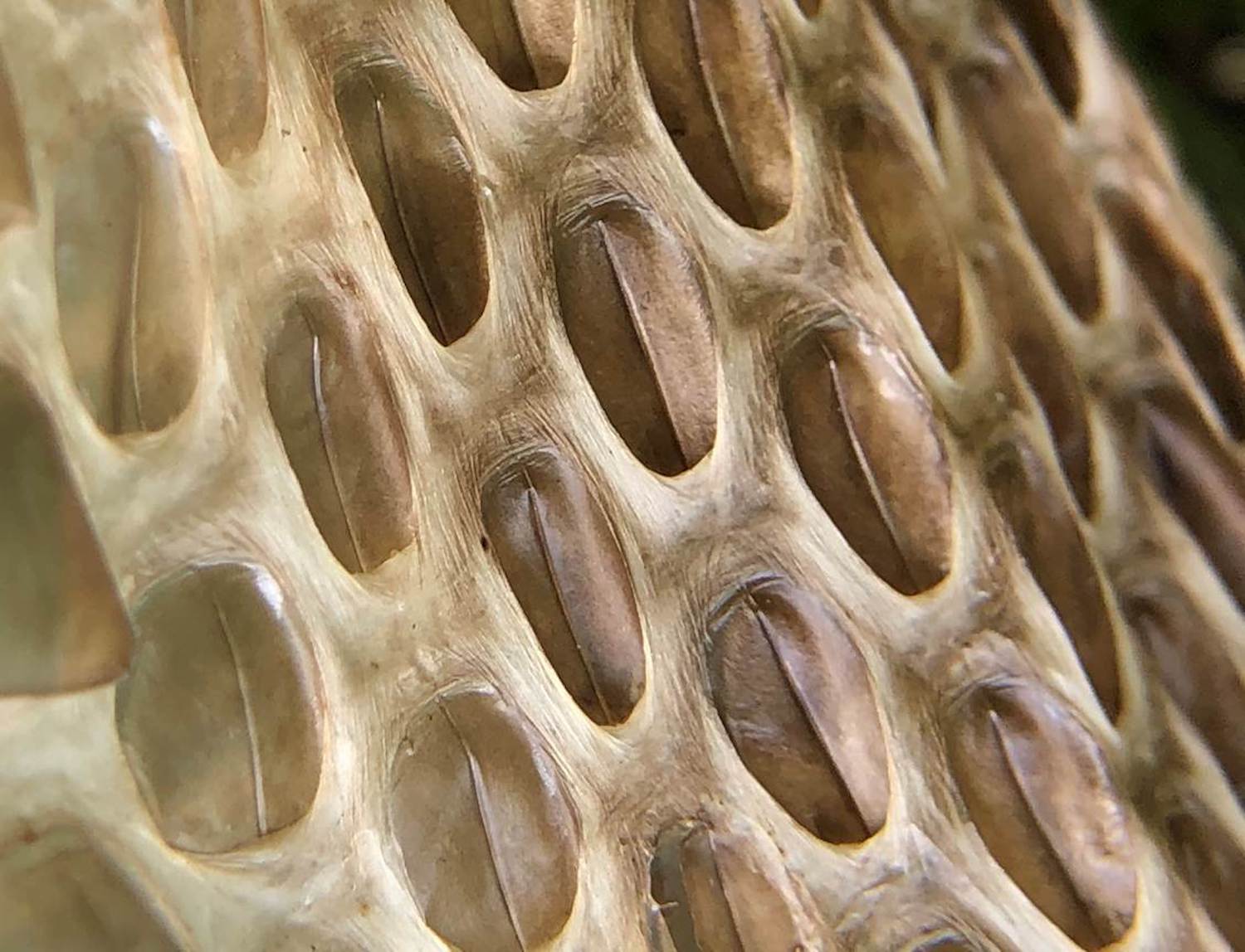 Nature curiosity: Why do snakes shed their skin? | Forest Preserve District of Will County Nature curiosity: Why do snakes shed their skin? | Forest Preserve District of Will County