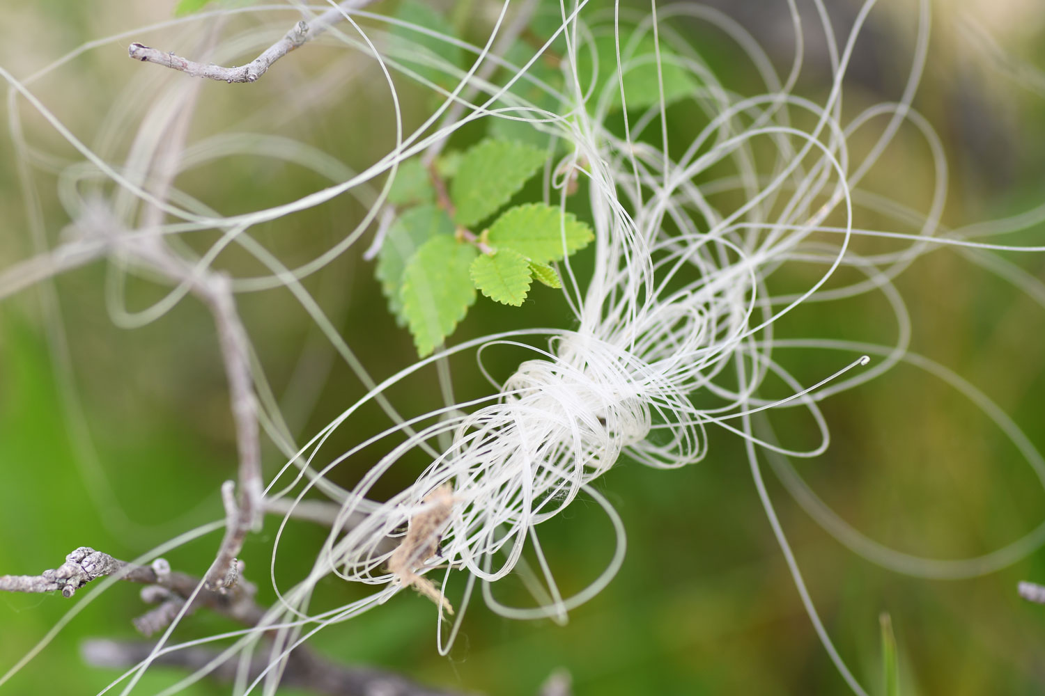 A wad of fishing line caught on a branch