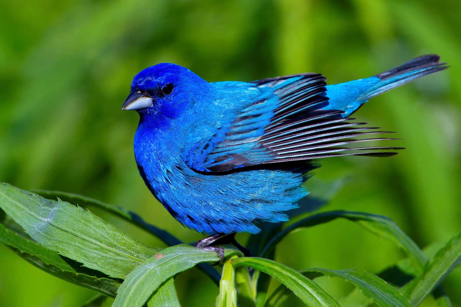 Indigo bunting perched on vegetation with other vegetation in the background.