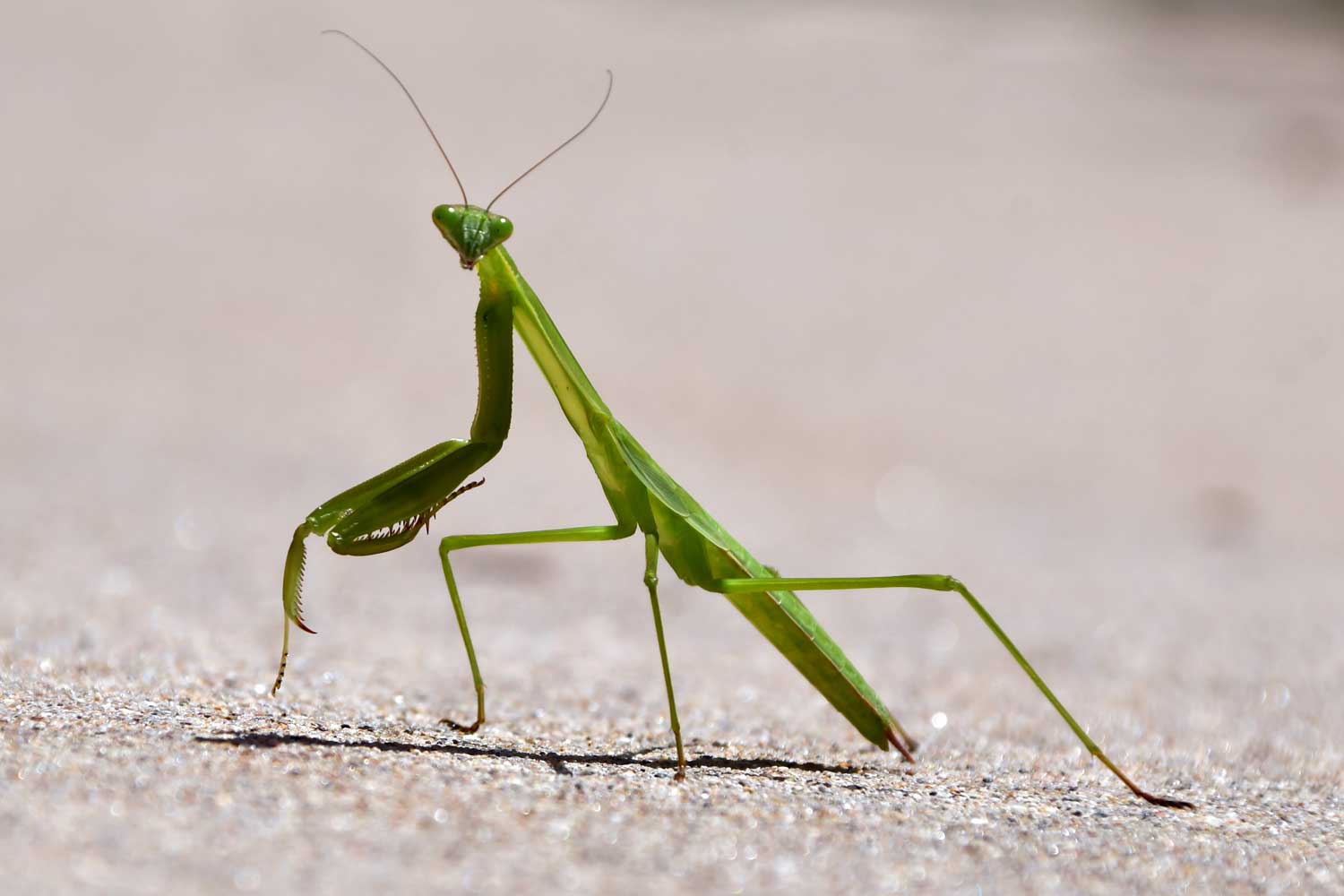 Praying mantis on a trail.