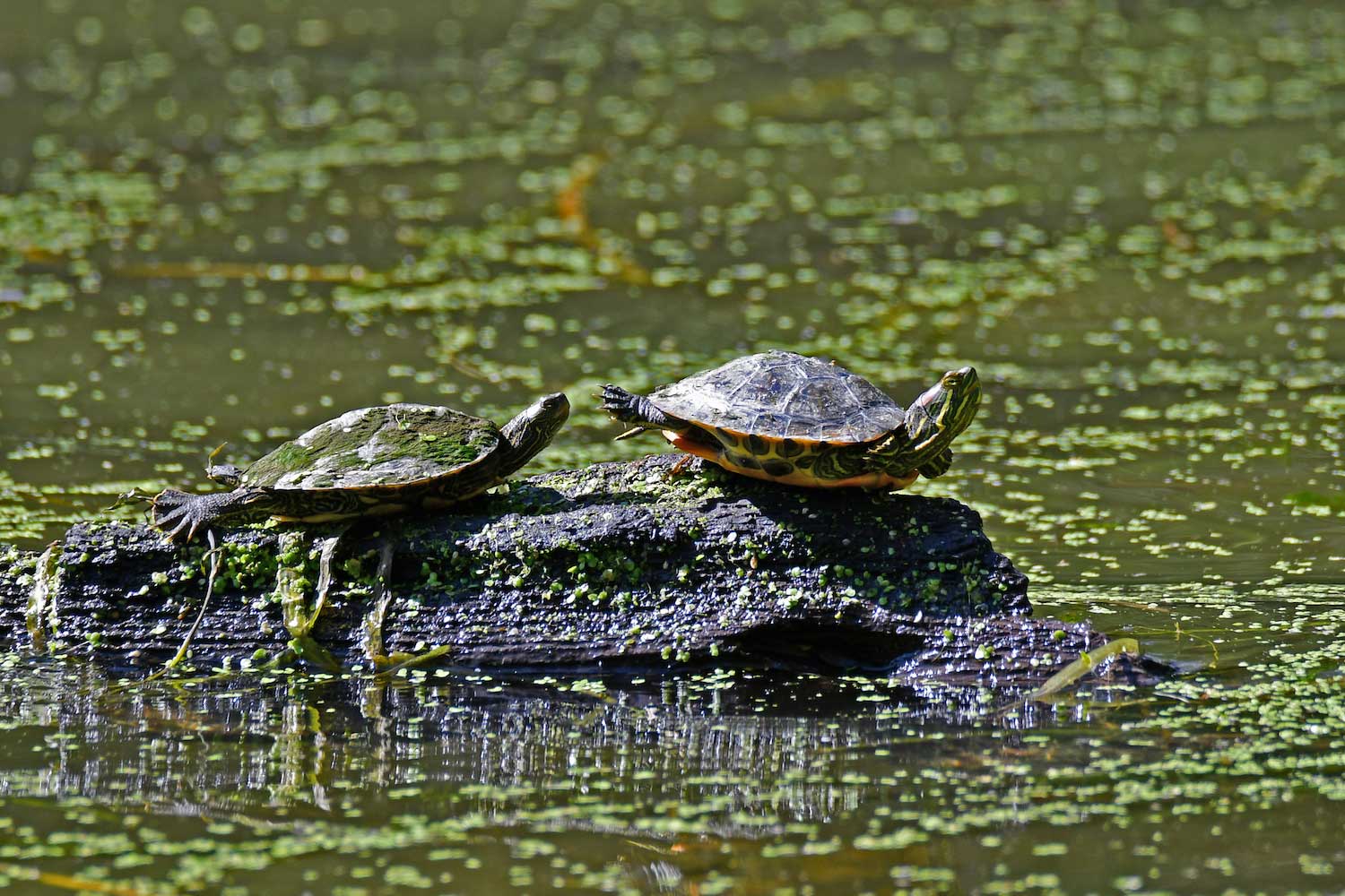 Two painted turtles basking on a log in a pond strewn with duckweed.