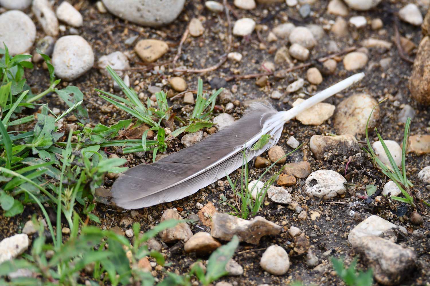 A brown feather on the ground.