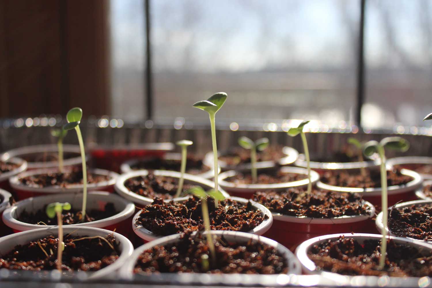 A group of seedlings in peat pots arranged in rows with a window in the background.