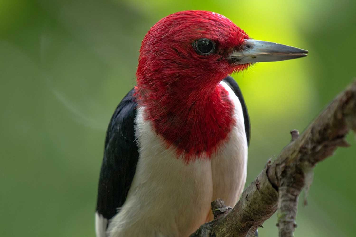 A closeup of a red-headed woodpecker on a small branch.