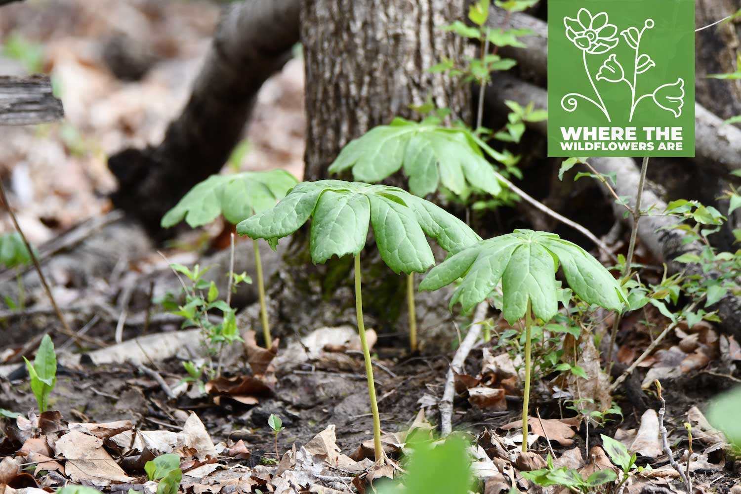 Mayapple growing from the forest floor.