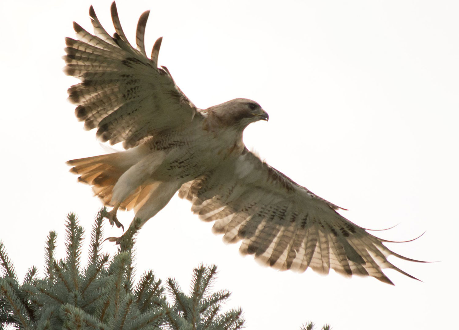 A red-tailed hawk taking off from a shrub