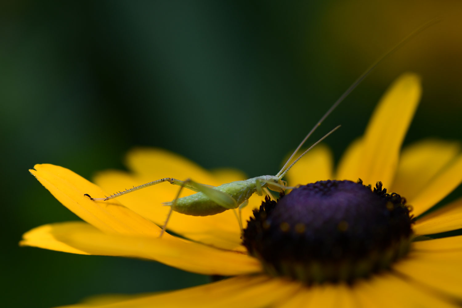 A katydid on a yellow flower