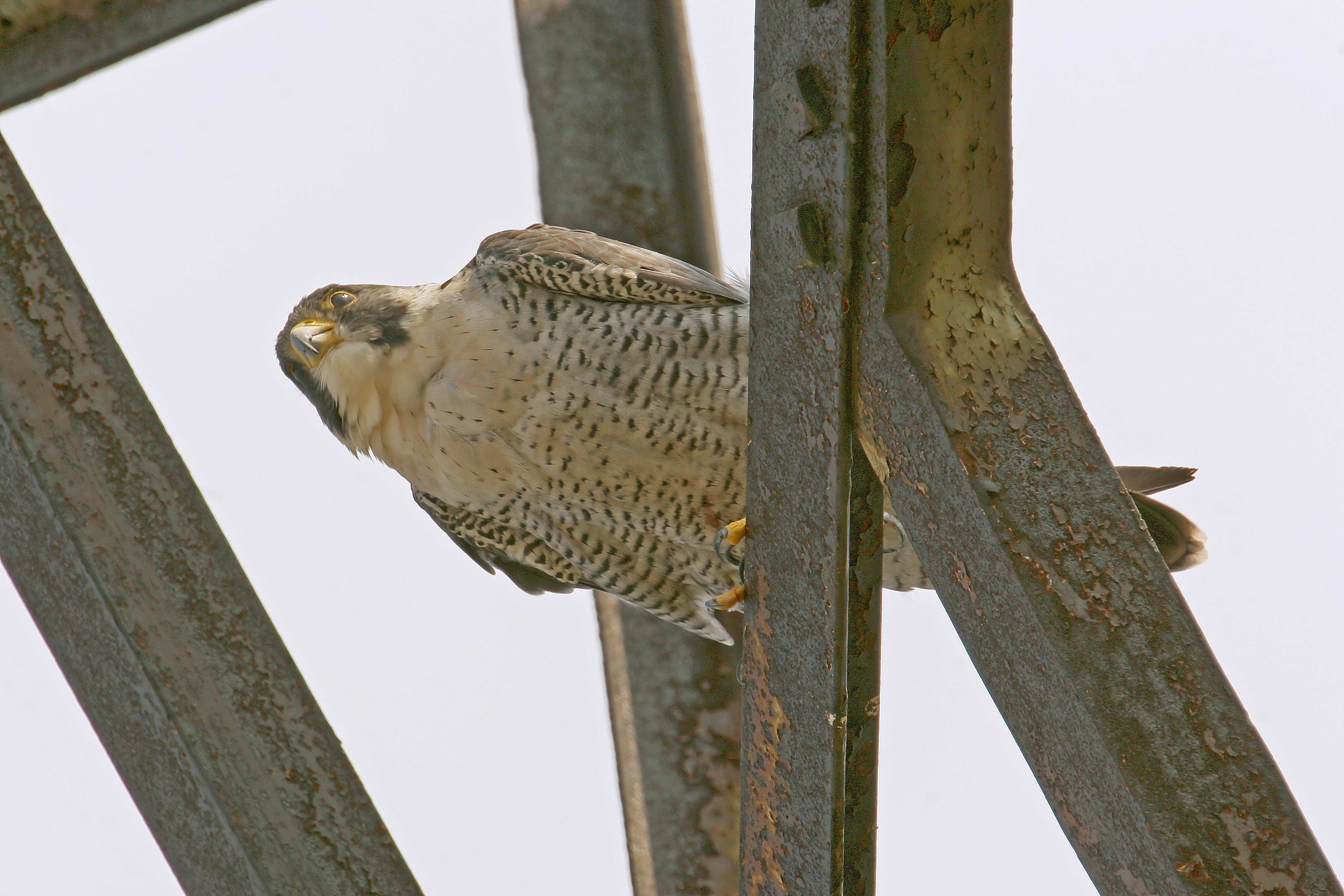 A peregrine falcon on a wooden structure.