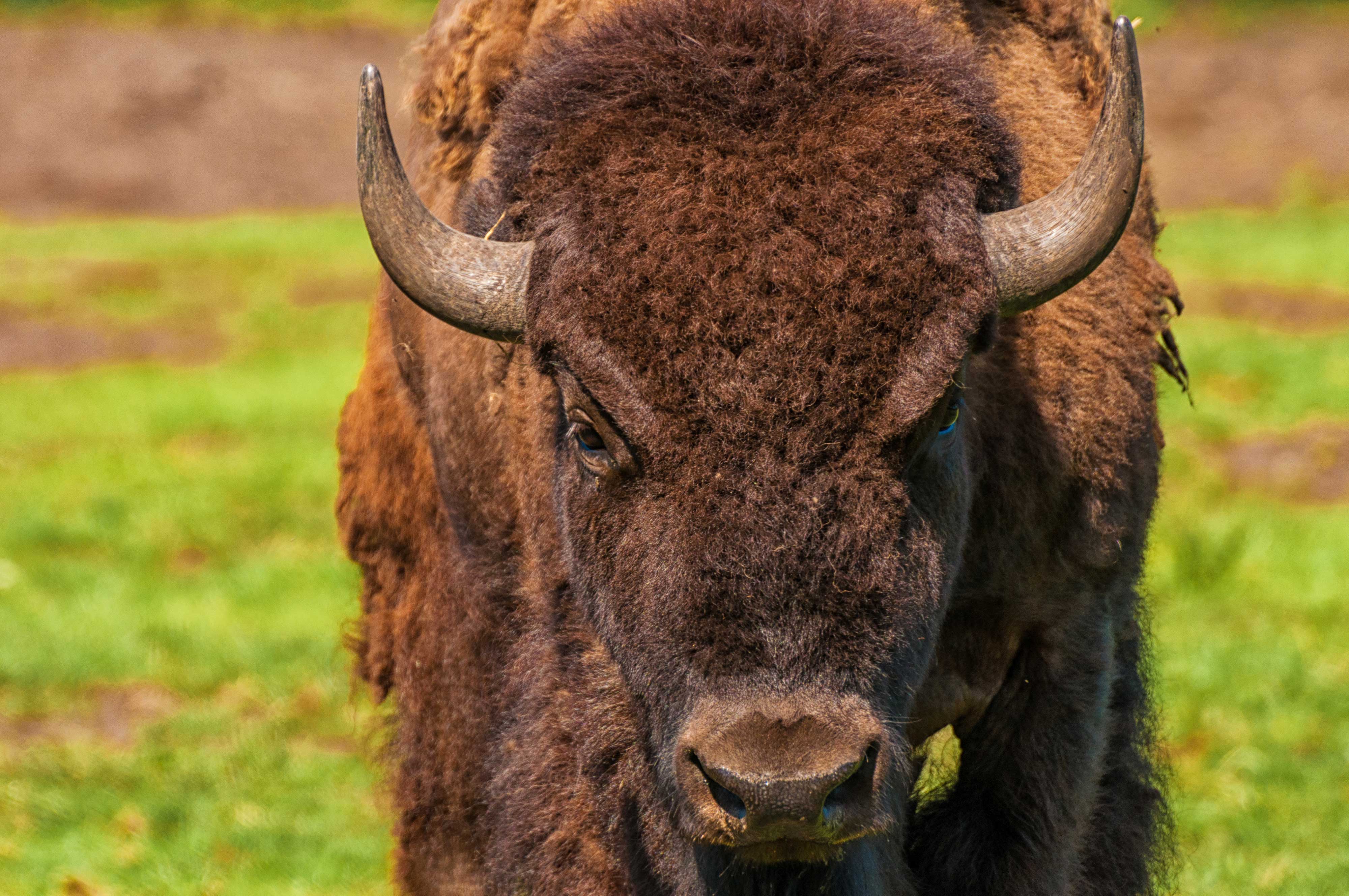 Close-up of a bison.