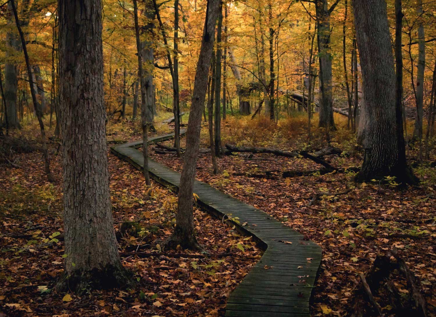 A wooden boardwalk cutting through a forest filled with fall color in the trees and on the ground below