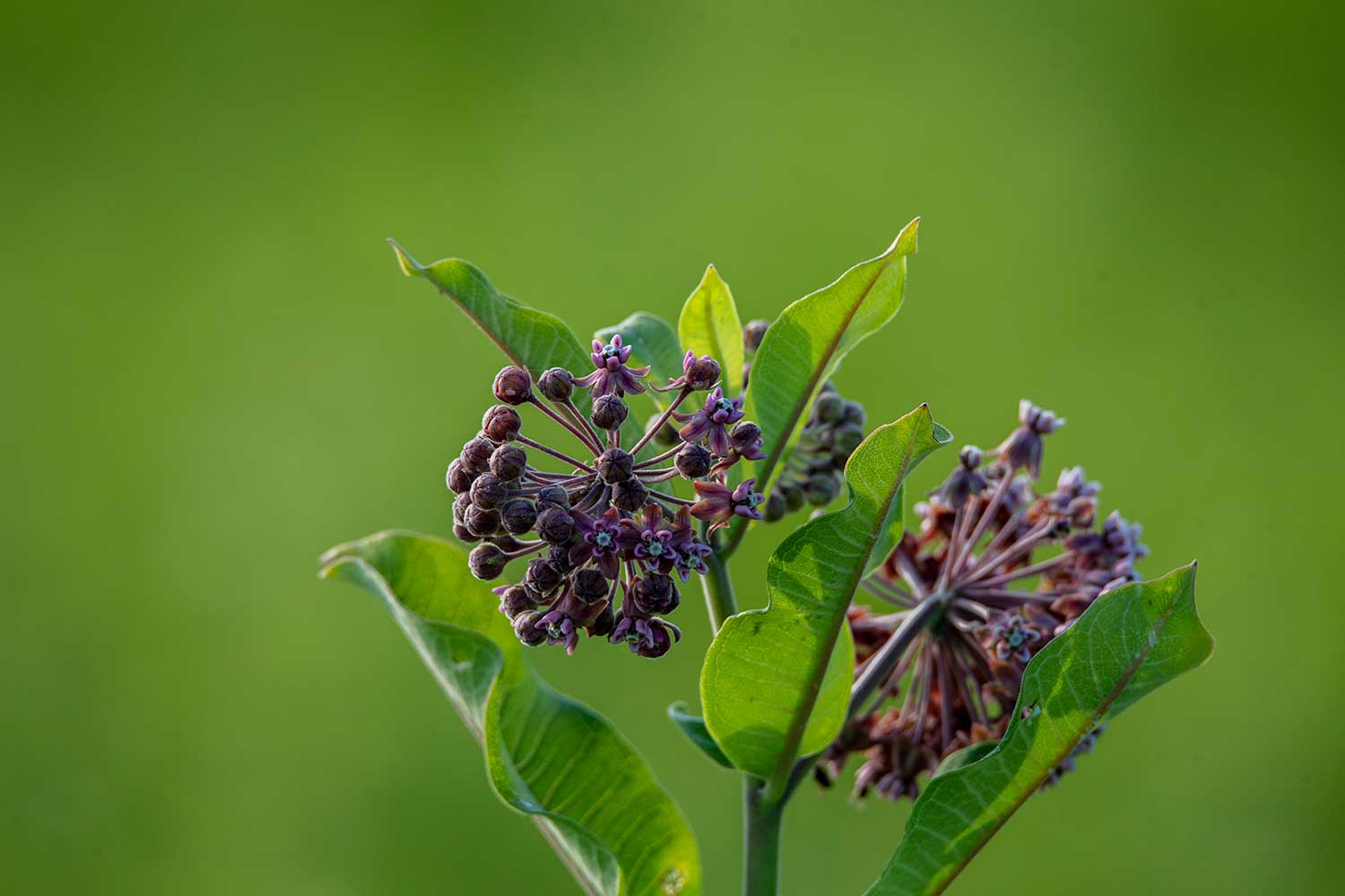 The purple blooms of a common milkweed plant.