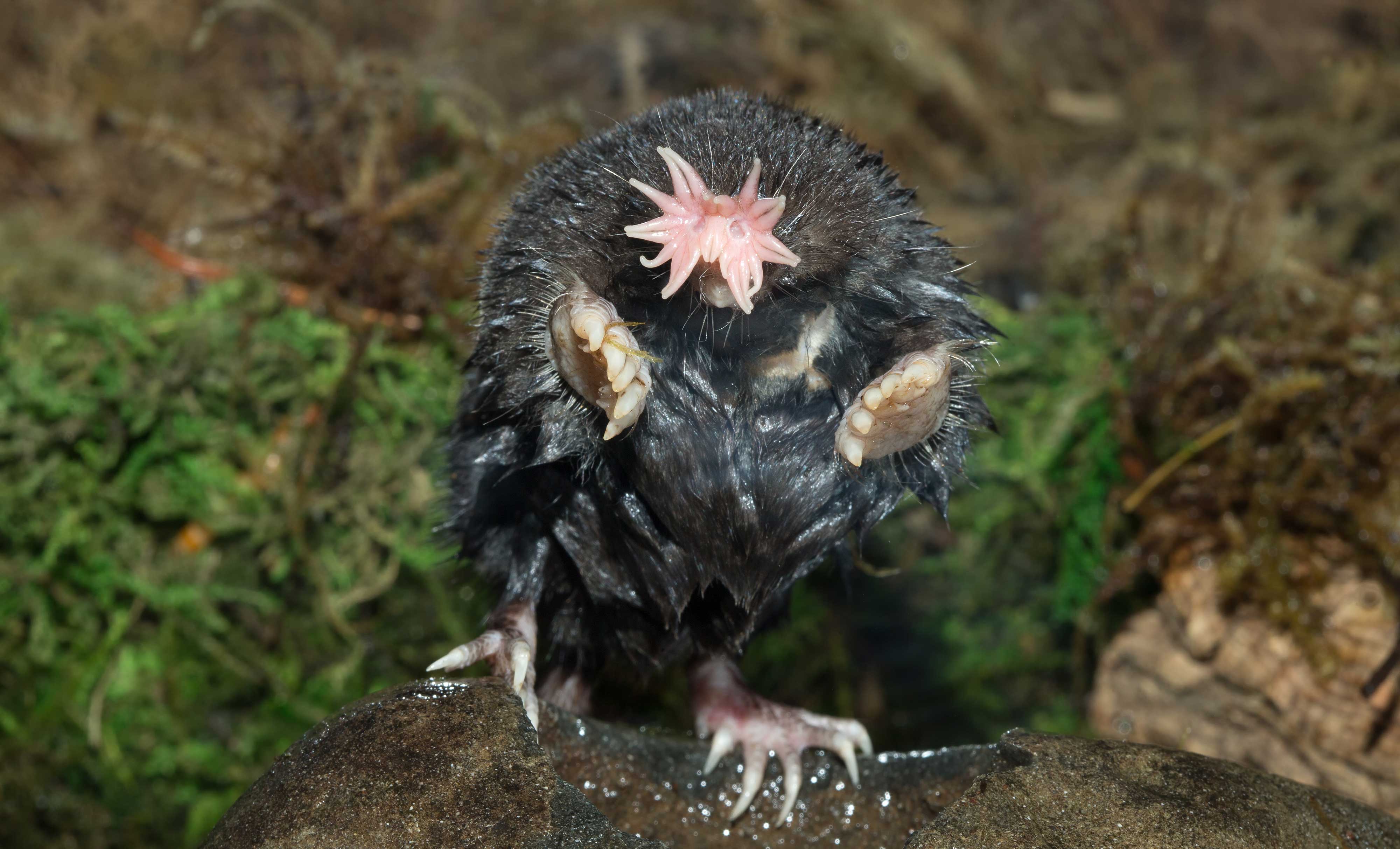 A mole.
