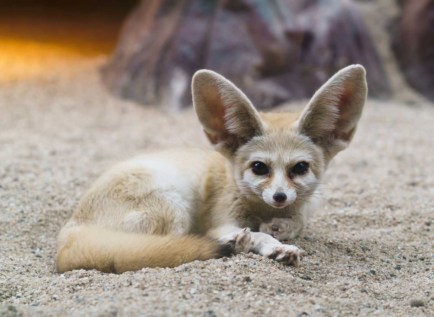 A fennec fox laying in sand.