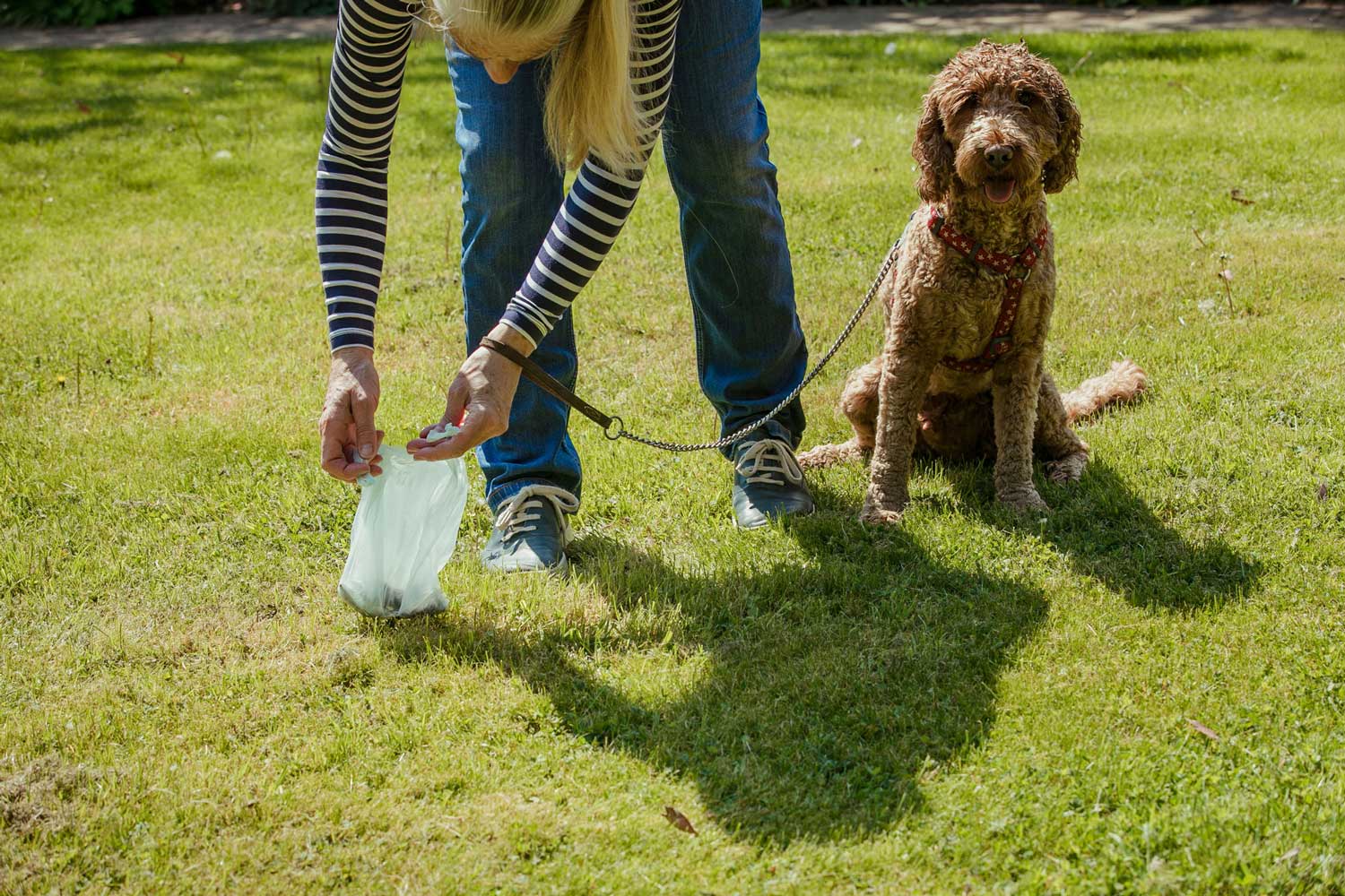 Woman picking up dog poop while her dog watches