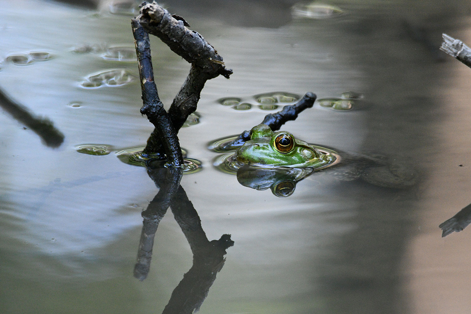 A frog in the water with its head sticking above the surface.