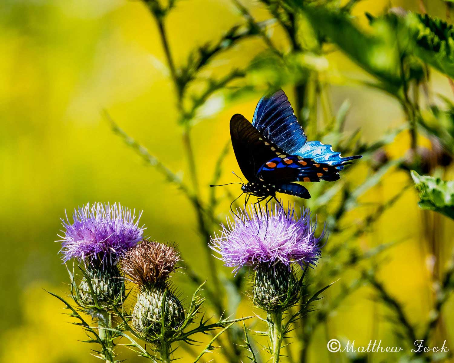 A pipevine swallowtail butterfly perched atop a purple thistle bloom.