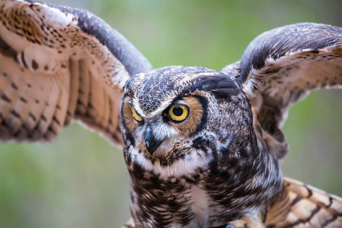 Creature Feature The Predatory Great Horned Owl Forest Preserve District Of Will County Creature Feature The Predatory Great Horned Owl Forest Preserve District Of Will County