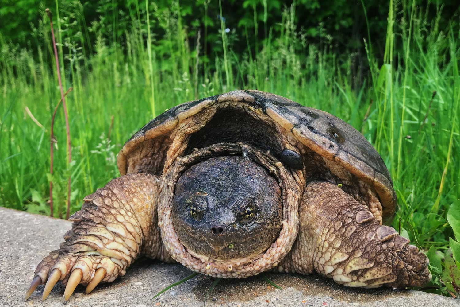 A snapping turtle walking from the grass onto a sidewalk.