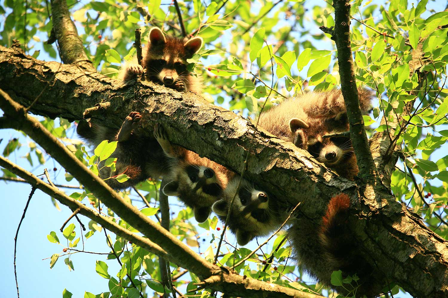 A group of four young raccoons clinging onto a tree limb while looking down to the ground.