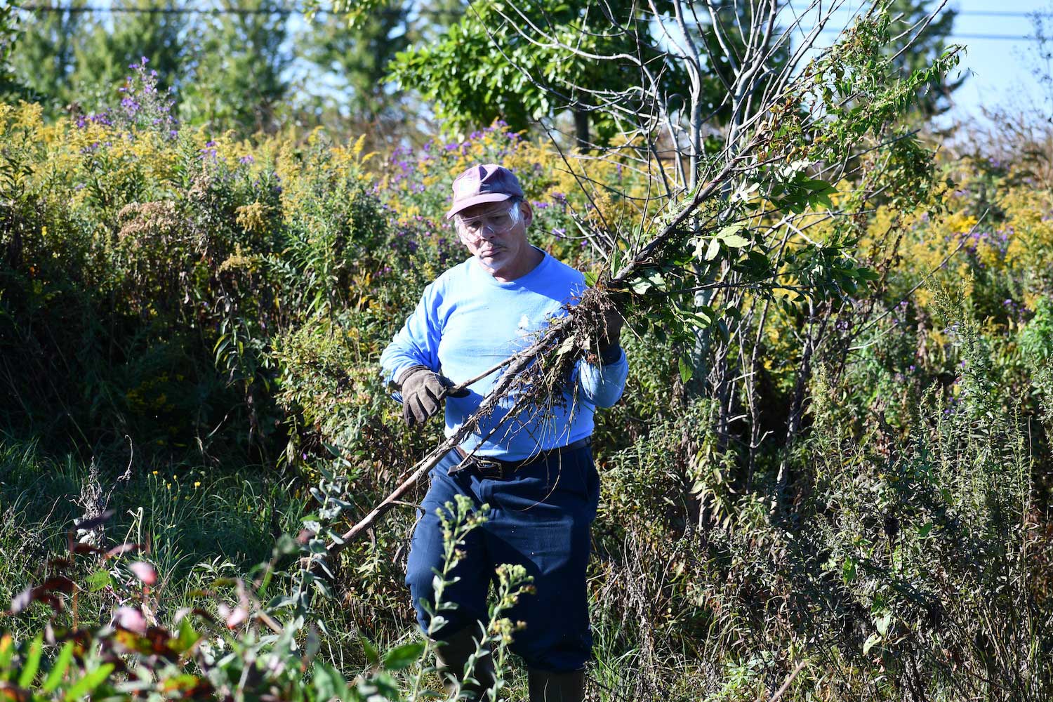 A Forest Preserve volunteer carrying brush.