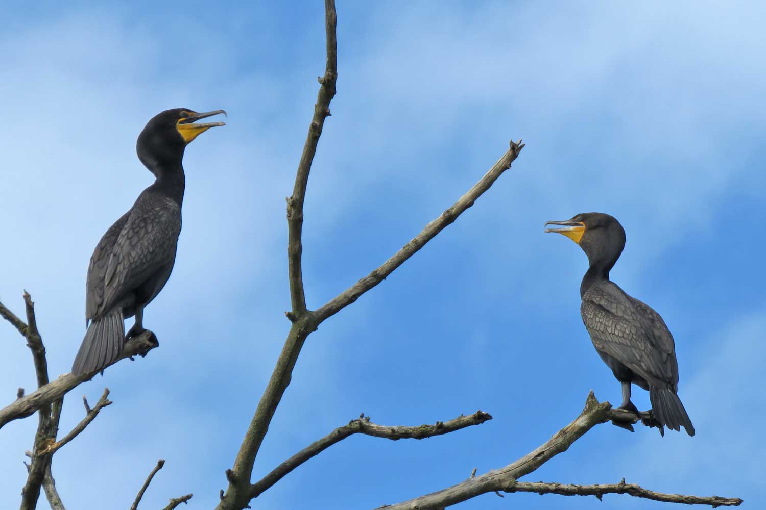 Double crested cormorants perched on branches with the sky in the background.