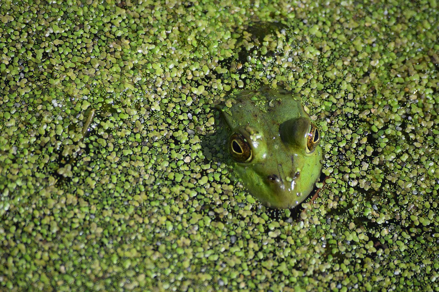 A frog with its head sticking out of the water surrounded by duckweed.