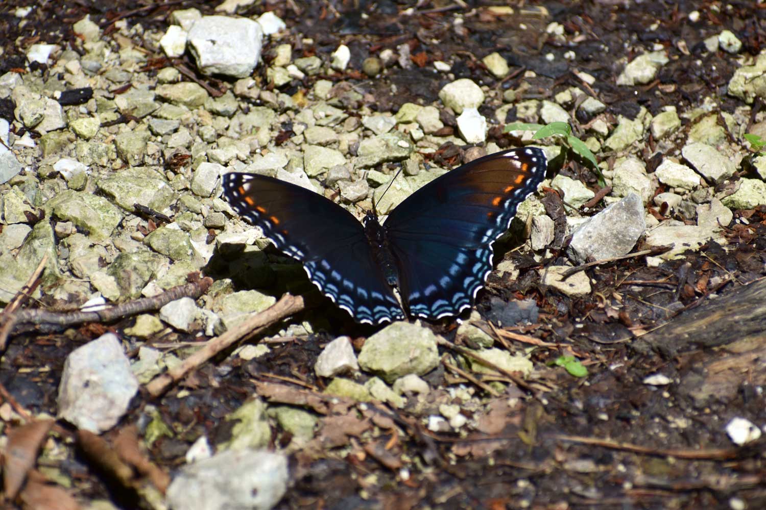 Red spotted purple admiral on trail.