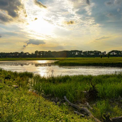 A scenic view of Lockport Prairie Nature Preserve