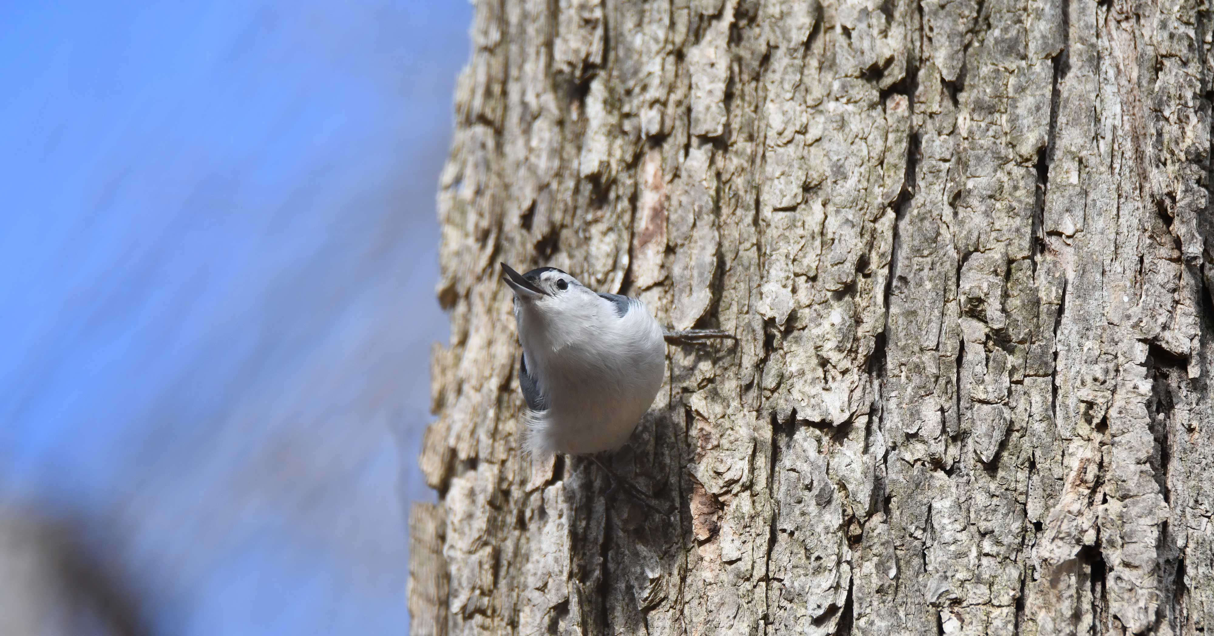A white-breasted nuthatch climbing up a tree.