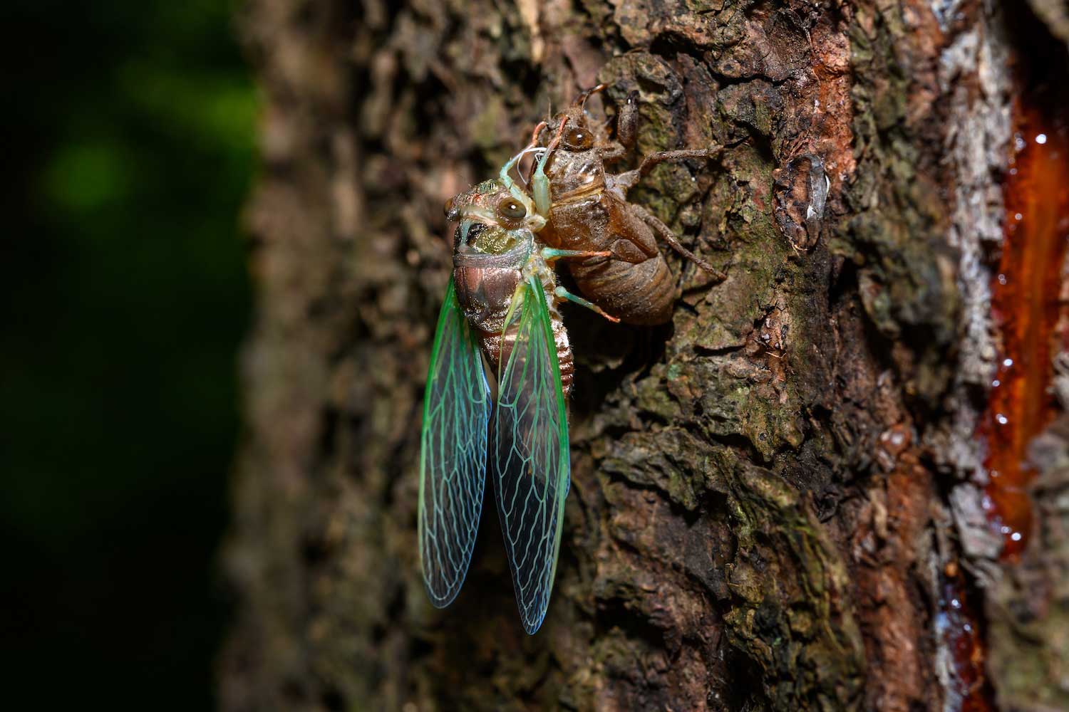 A dog-day cicada emerging from its exoskeleton on a tree trunk.
