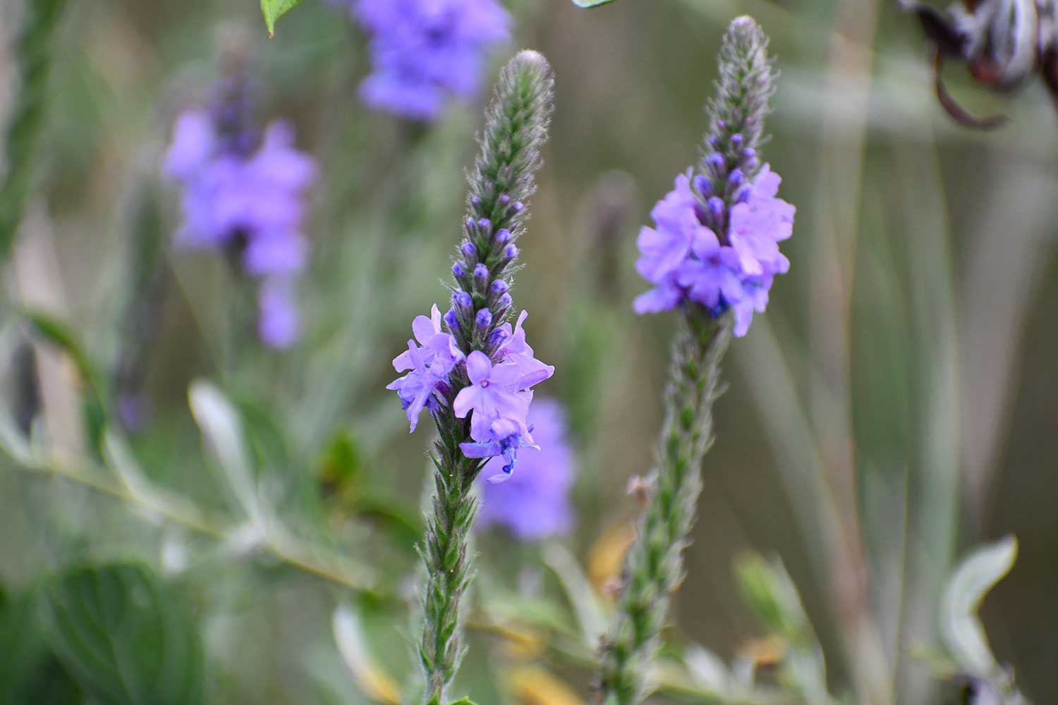A closeup with of hoary vervain blooms.