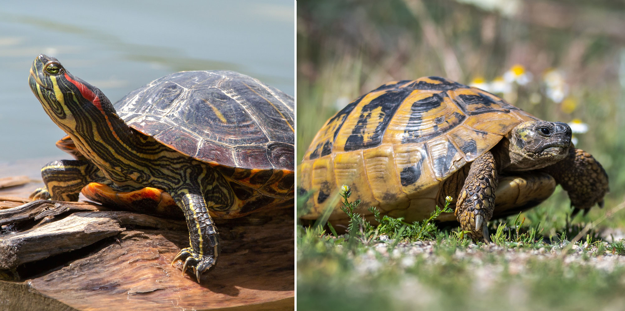 A side by side comparison of a turtle and a tortoise