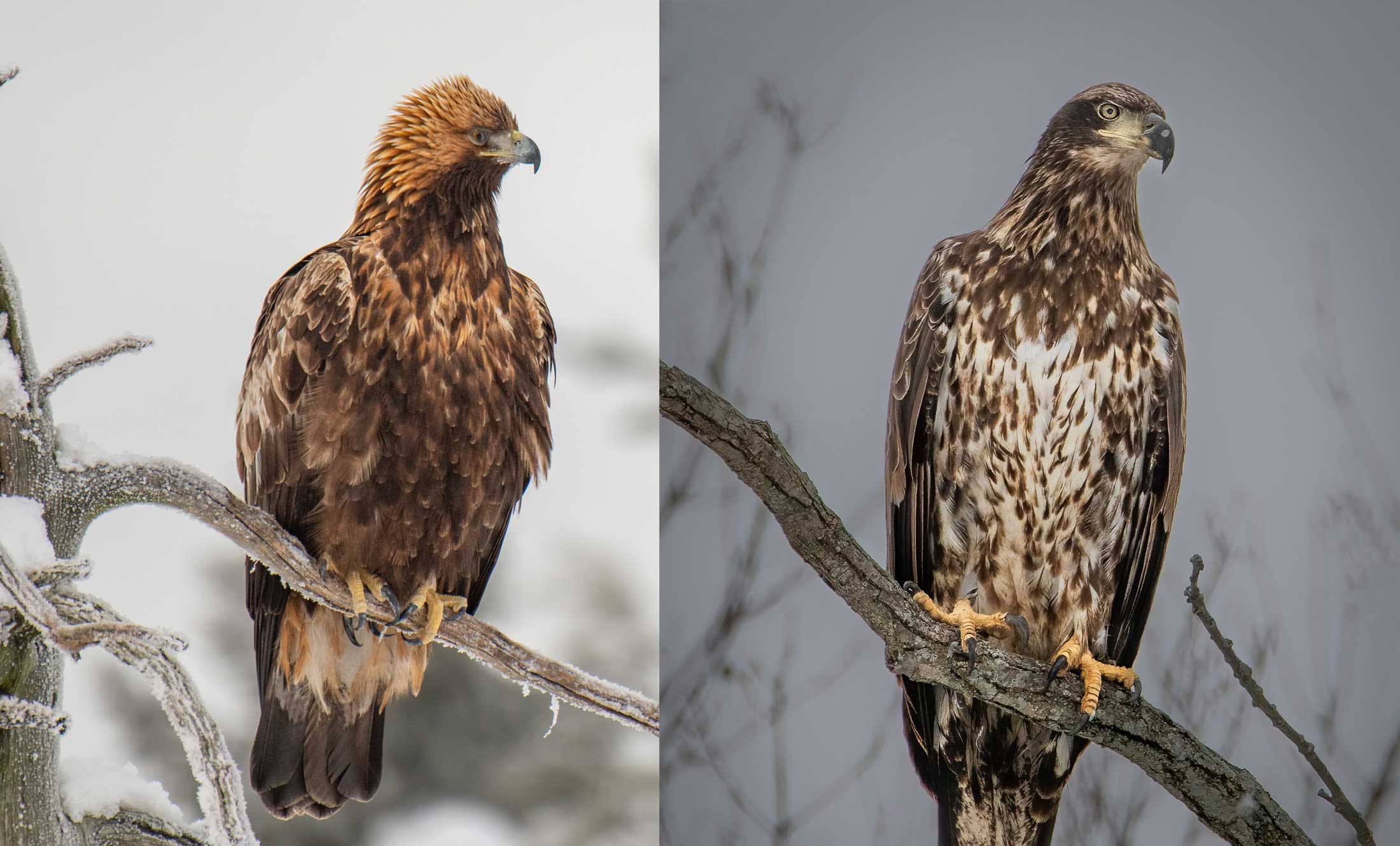 golden eagle on the left and bald eagle on the right