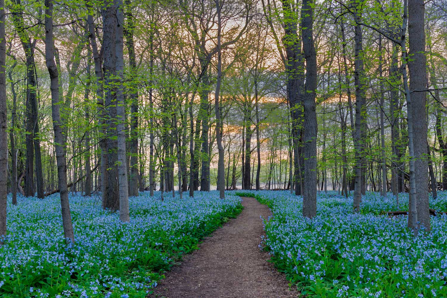Trail lined with Virginia bluebell blooms and trees.