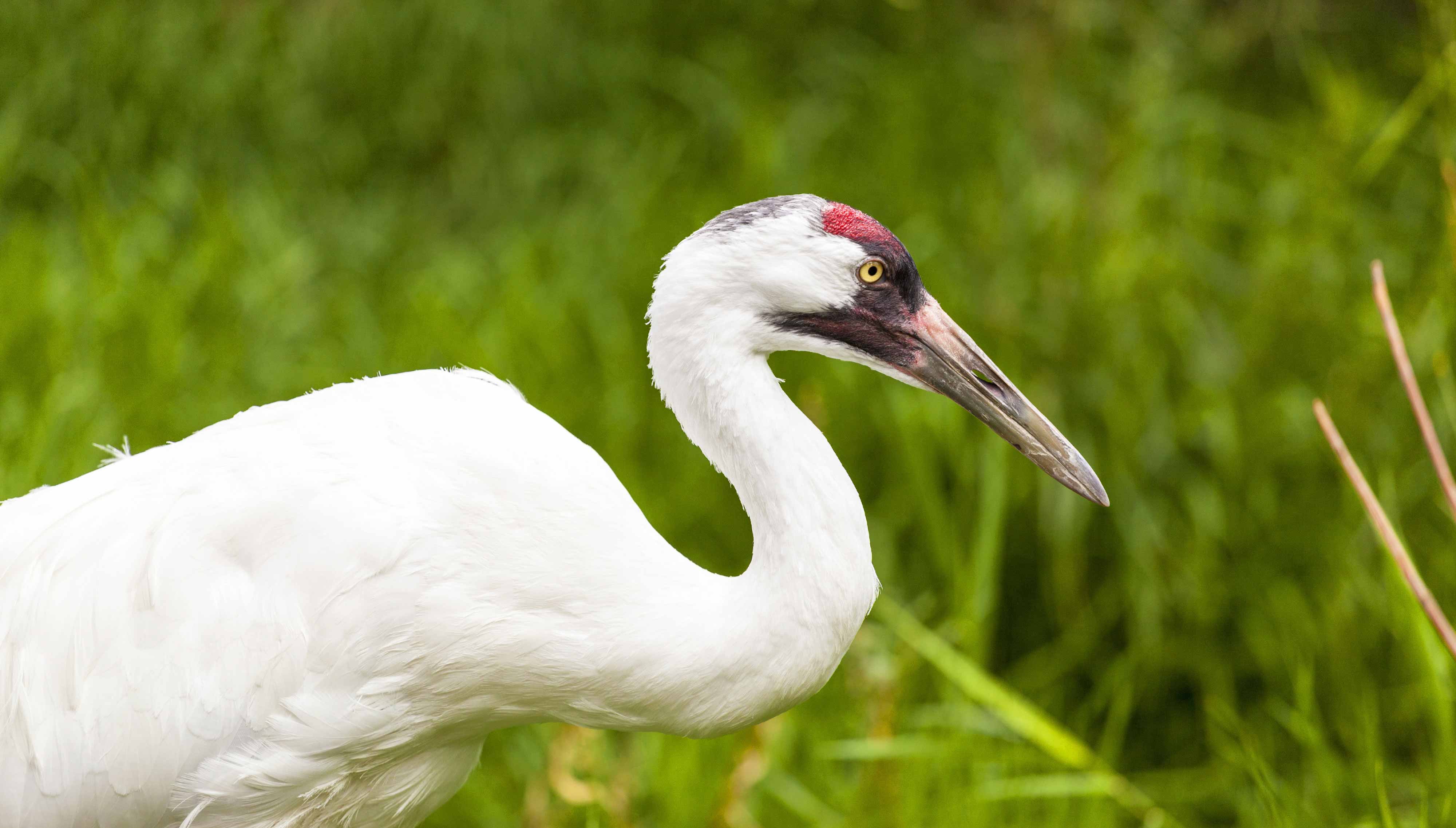 Close-up of a whooping crane walking in a field.