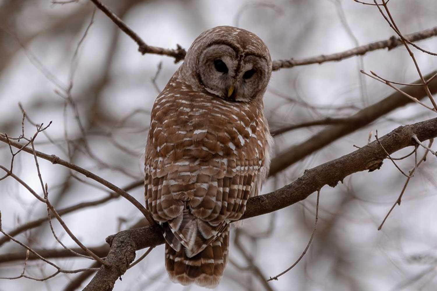 A barred owl in a tree.