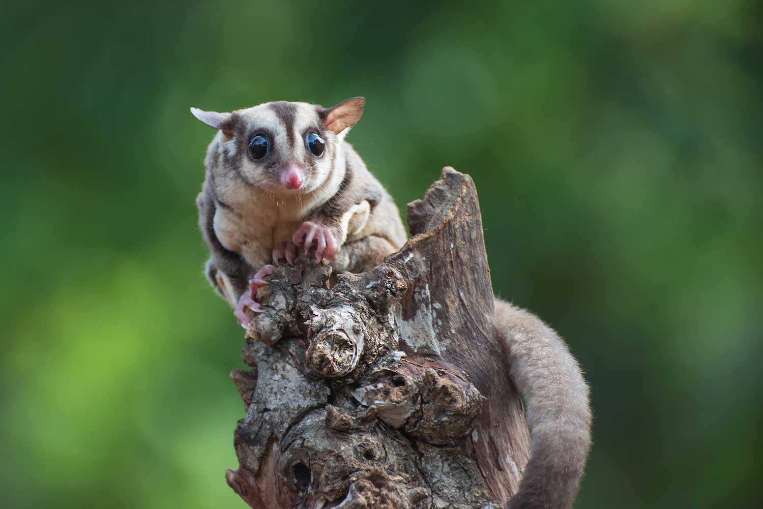 A sugar glider on a tree snag.