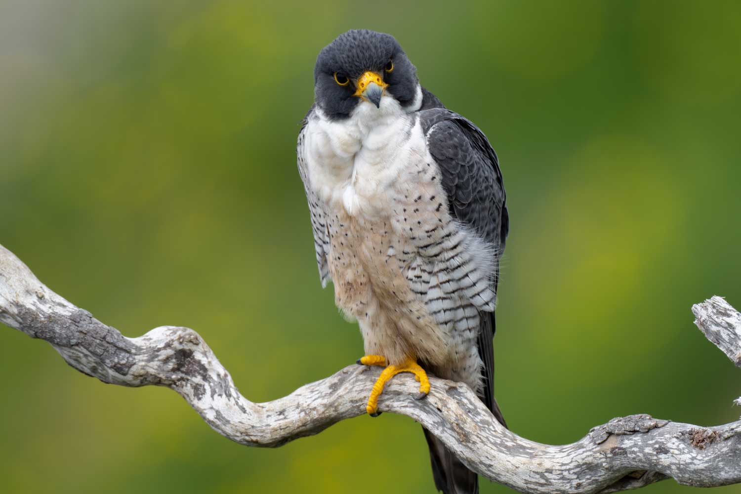 Peregrine falcon perched on a branch.