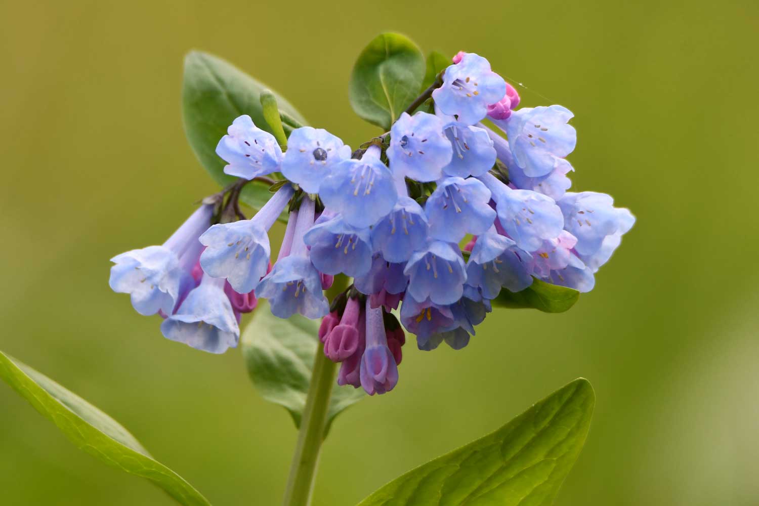 Virginia bluebells growing with blue petals.