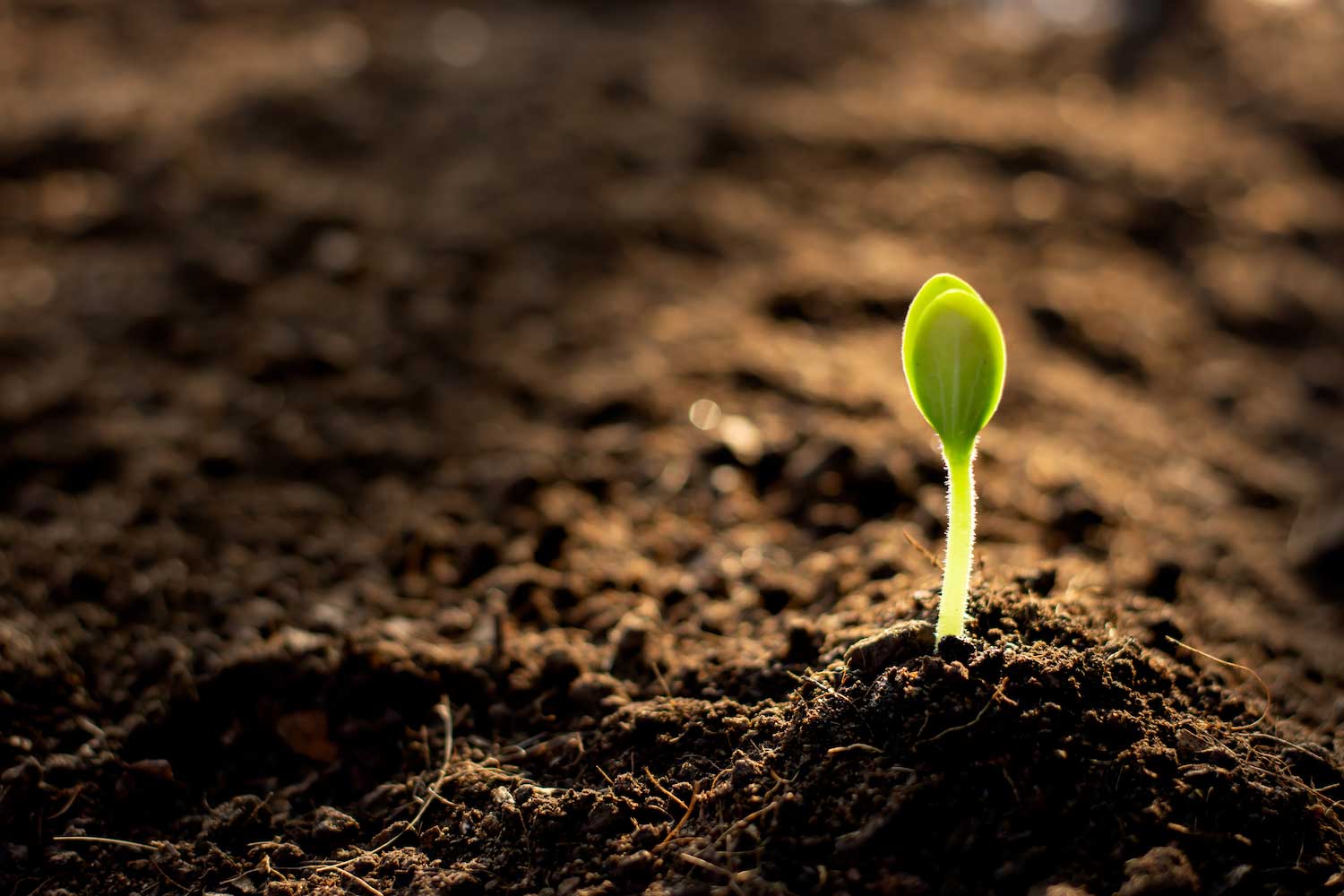 A sprout growing up from the soil.