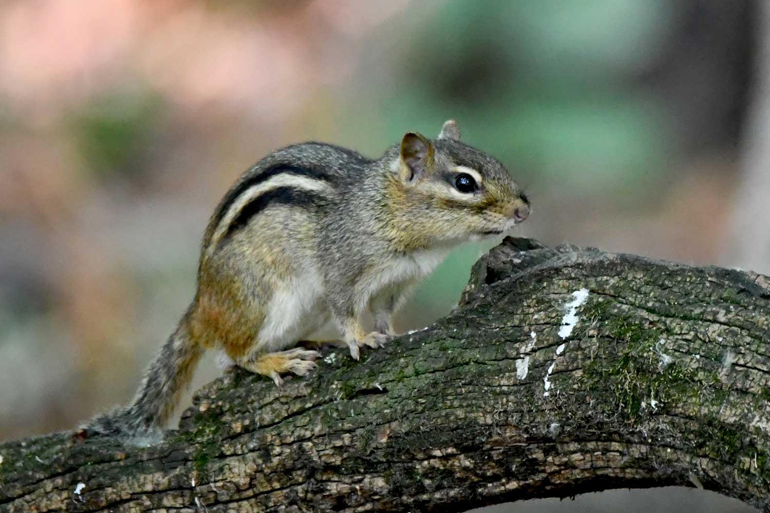 Chipmunk walking across a fallen tree.