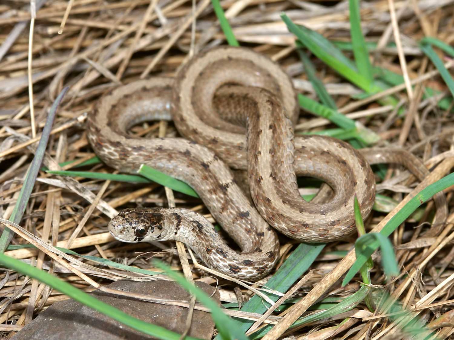 A DeKay's brown snake on green and brown grasses.
