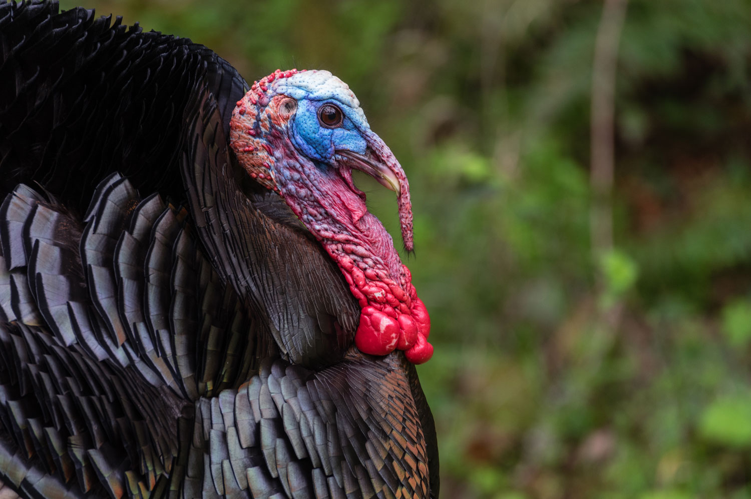 A wild turkey in a field.