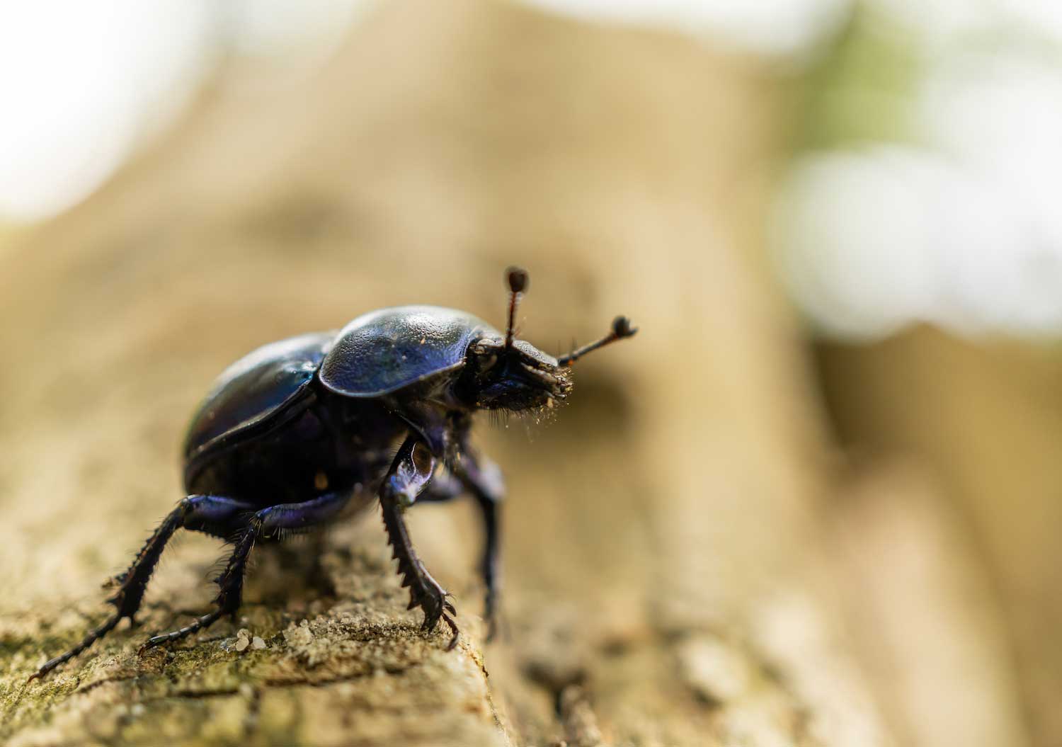 A scarab beetle on a log.