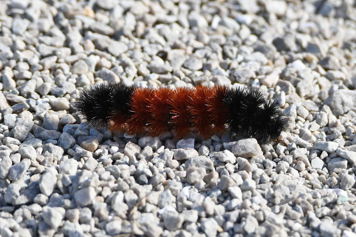 Woolly bear caterpillar crawling across a trail.