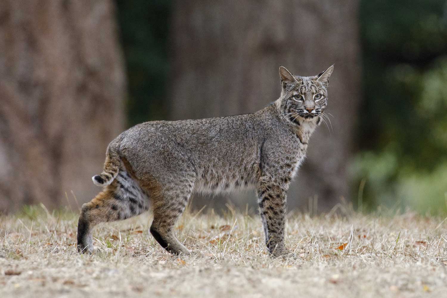 Bobcats and house sales cats
